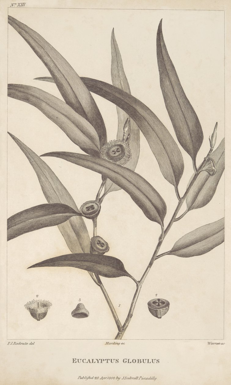 Eucalyptus Globulus fra "En beretning om en reise på leting etter La Perouse" av Jacques-Julien Houtou de La Billardière av Pierre Joseph Redouté