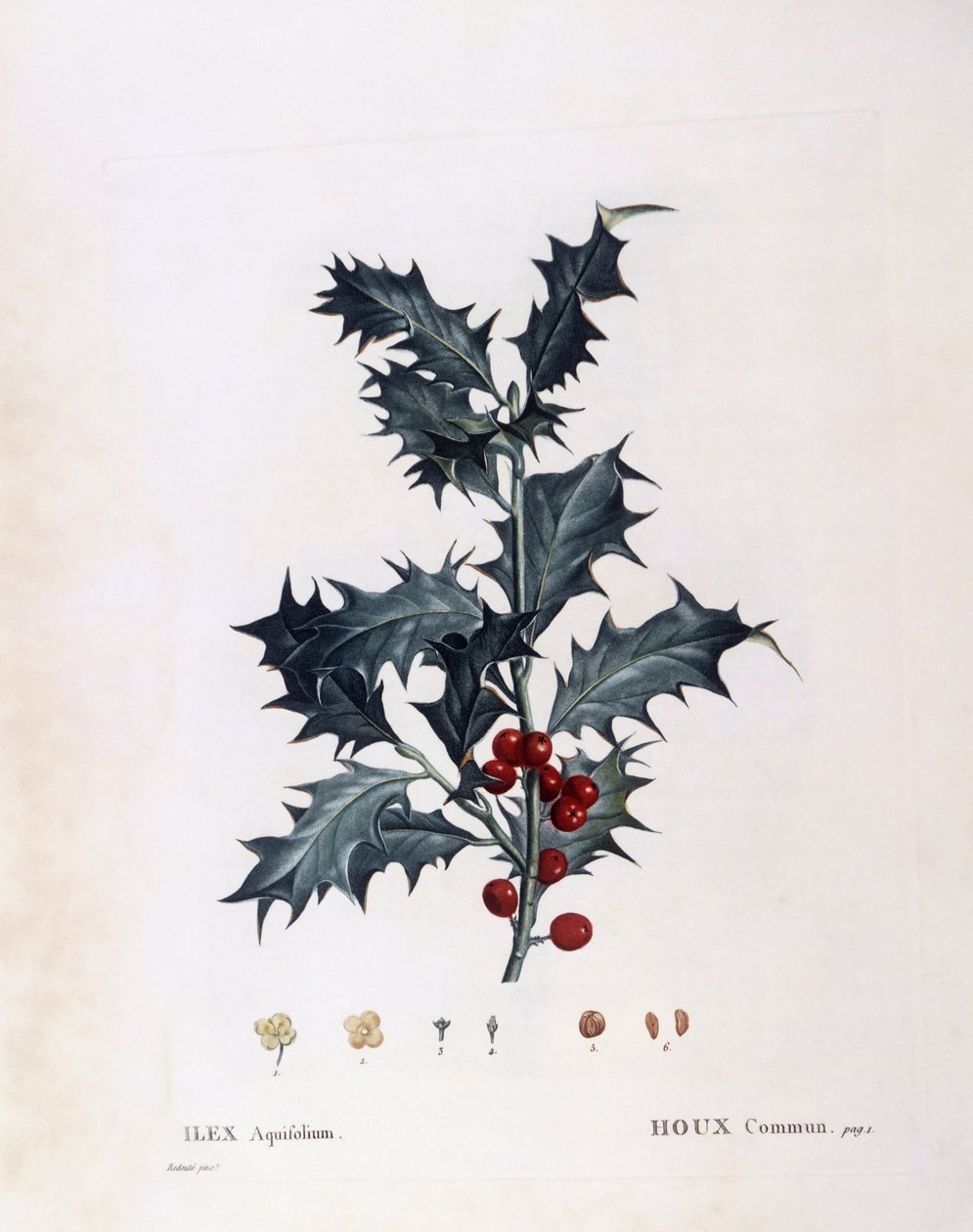 Europeisk kristtorn (Ilex aquifolium), Henry Louis Duhamel du Monceau, botanisk tallerken av Pierre Joseph Redouté av Pierre Joseph Redouté