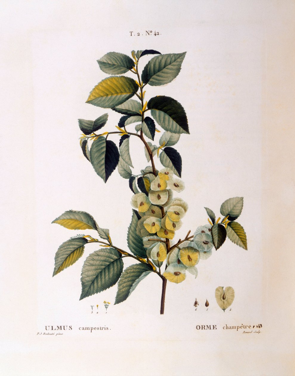 Åkeralm (Ulmus campestris gold minor), Henry Louis Duhamel du Monceau, botanisk plate av Pierre Joseph Redouté av Pierre Joseph Redouté