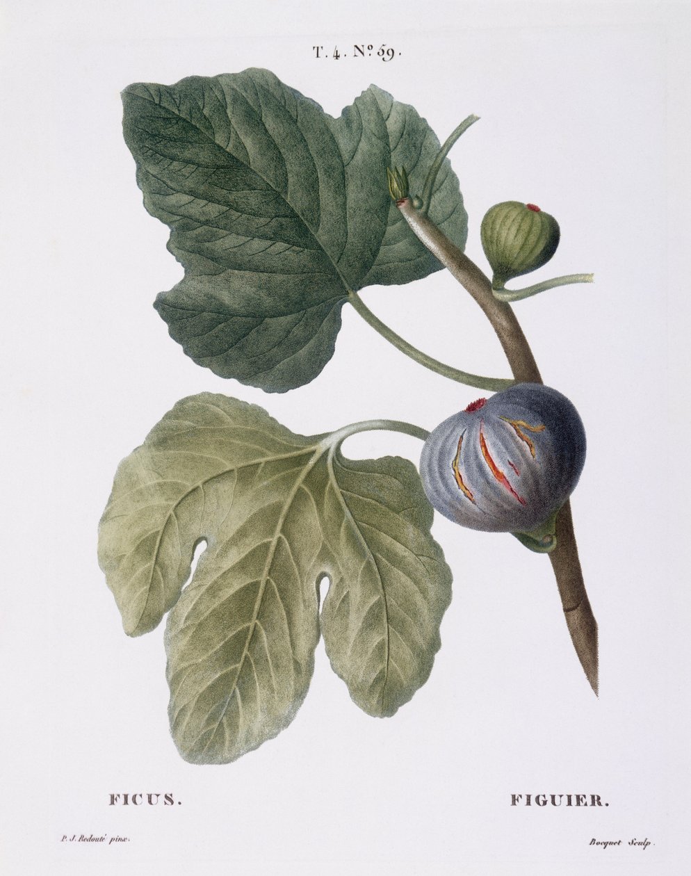 Fig (Ficus), Henry Louis Duhamel du Monceau, botanisk plate av Pierre Joseph Redouté av Pierre Joseph Redouté