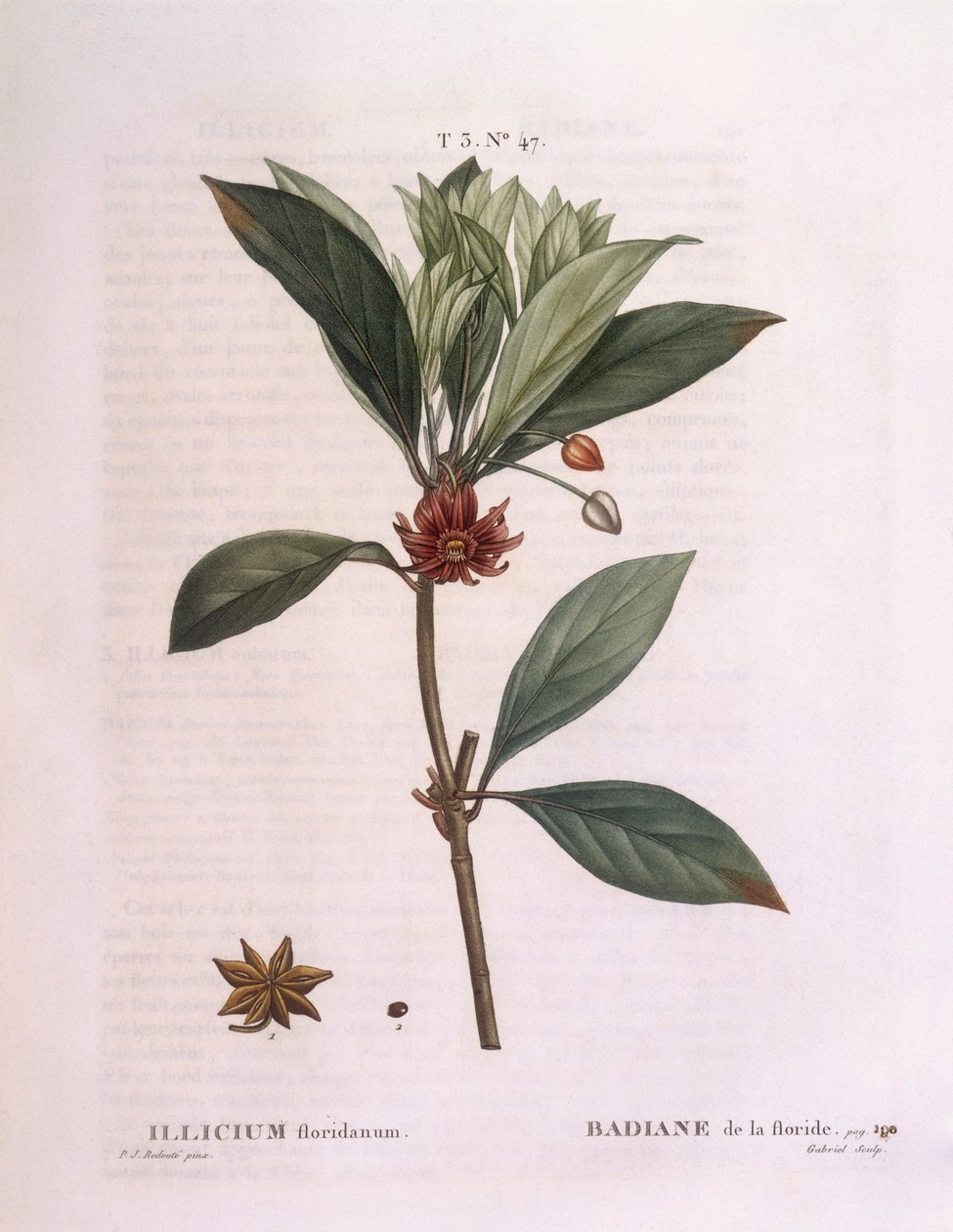 Florida anistre (Illicium floridanum), Henry Louis Duhamel du Monceau, botanisk tallerken av Pierre Joseph Redouté av Pierre Joseph Redouté