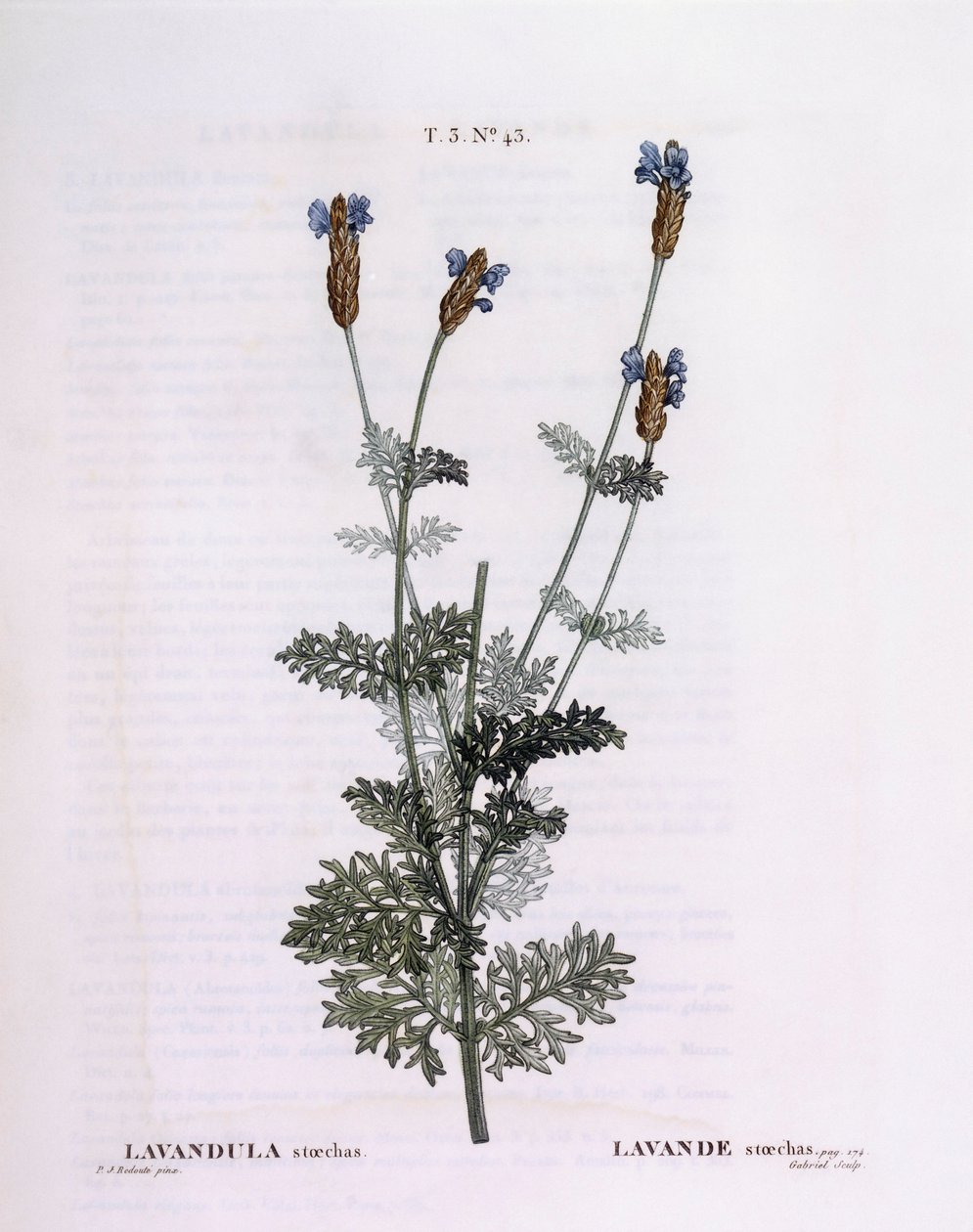 Fransk lavendel (Lavandula stoechas), Henry Louis Duhamel du Monceau, botanisk tallerken av Pierre Joseph Redouté av Pierre Joseph Redouté