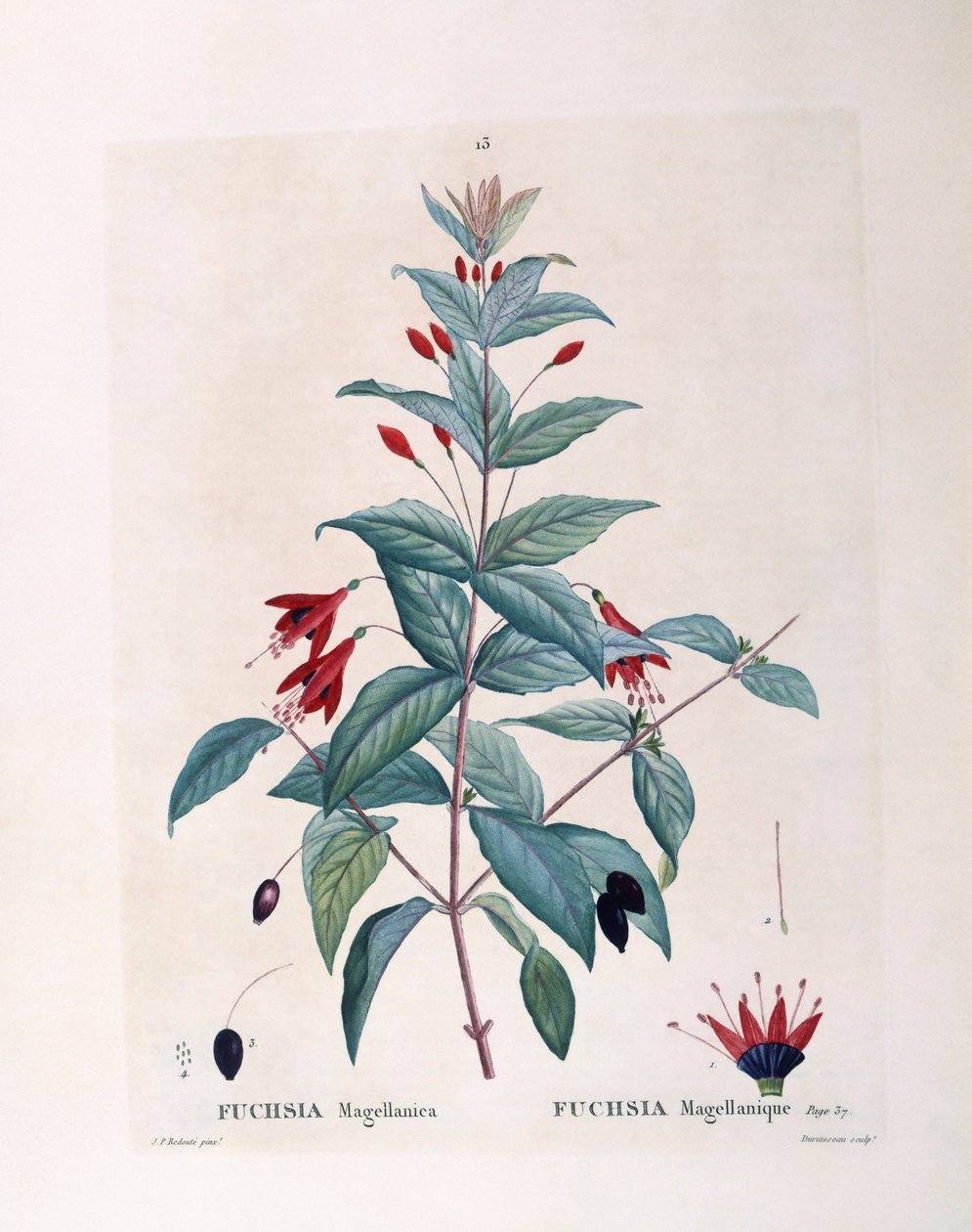 Fuchsia (Fuchsia magellanica), Henry Louis Duhamel du Monceau, botanisk plate av Pierre Joseph Redouté av Pierre Joseph Redouté