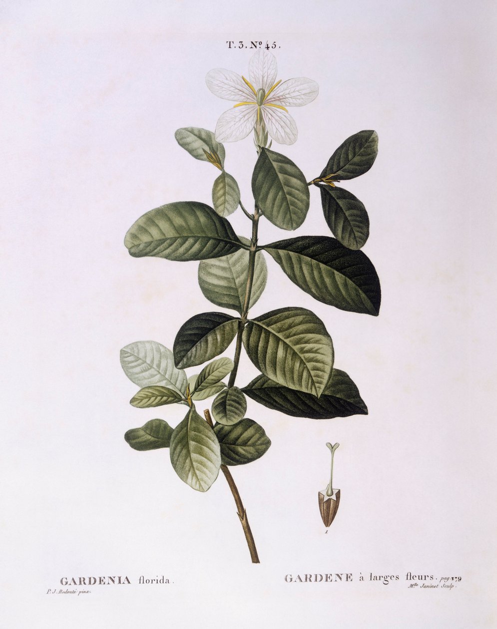 Gardenia (Gardenia florida), Henry Louis Duhamel du Monceau, botanical plate by Pierre Joseph Redouté   1123688   no       norwegian Successfully Translated  Original: A Bog with Peat Cutters. Høsterkøb, North Zealand Translat: A Bog with Peat Cutters. Høs av Pierre Joseph Redouté