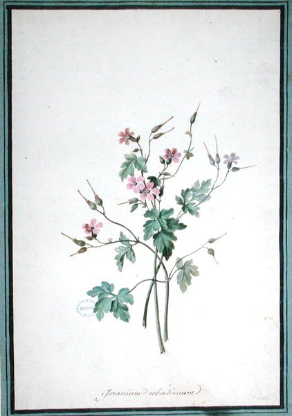 Geranium Robertianum (akvarell) av Pierre Joseph Redouté
