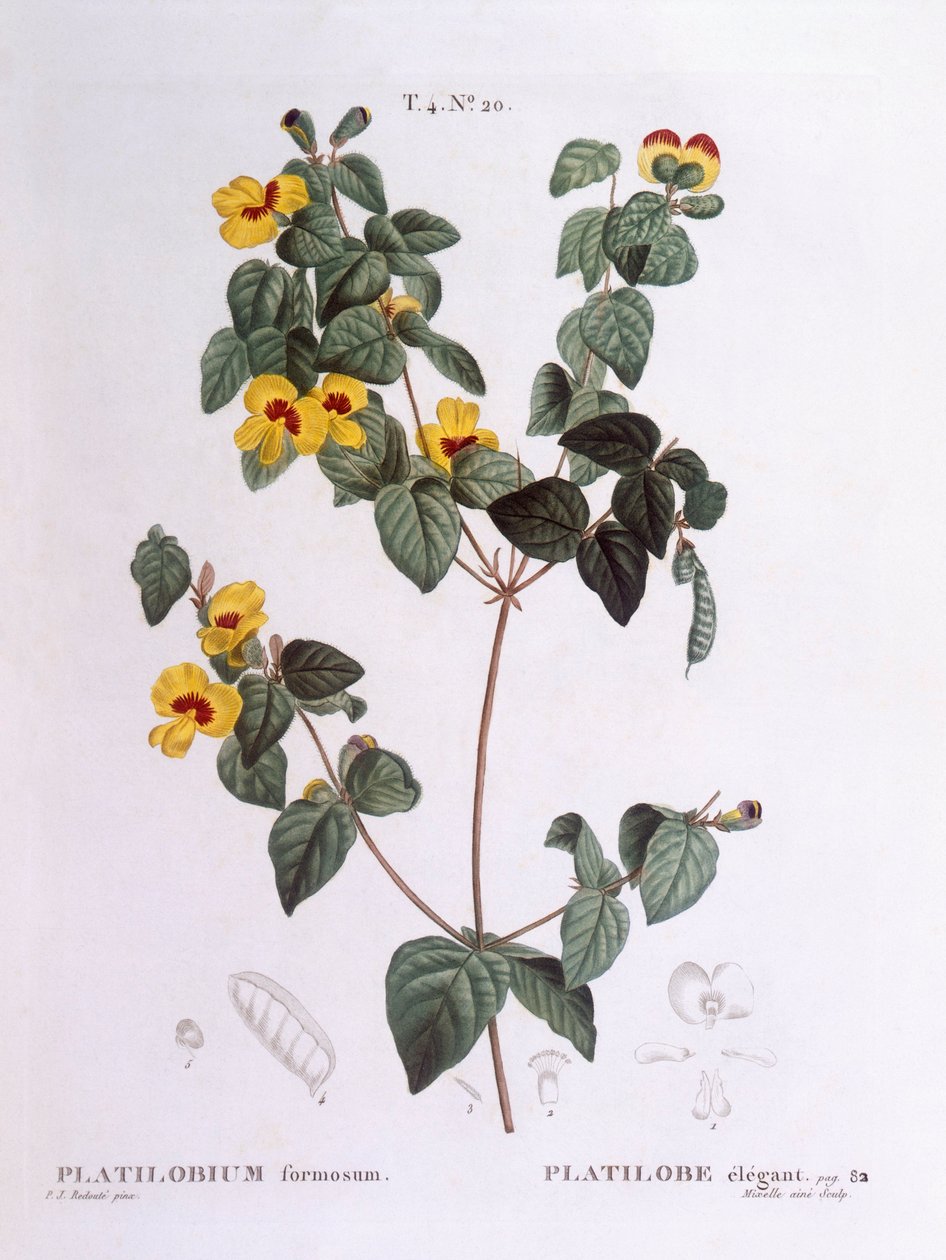 Kjekk flat ert (Platylobium formosum), Henry Louis Duhamel du Monceau, botanisk tallerken av Pierre Joseph Redouté av Pierre Joseph Redouté