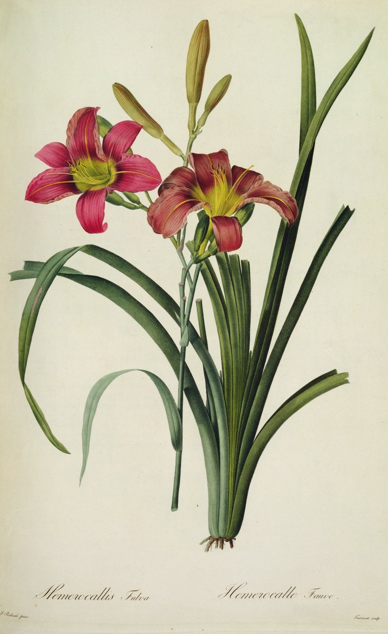 Hemerocallis fulva (lilje), fra ,Les Liliacees