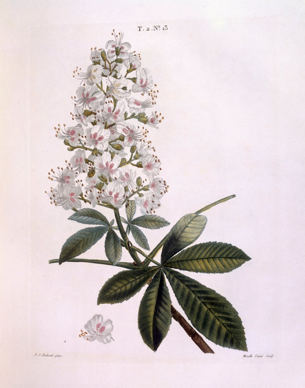 Hestekastanje eller Conker-tre (Aesculus hippocastanum), Henry Louis Duhamel du Monceau, botanisk plate av Pierre Joseph Redouté av Pierre Joseph Redouté