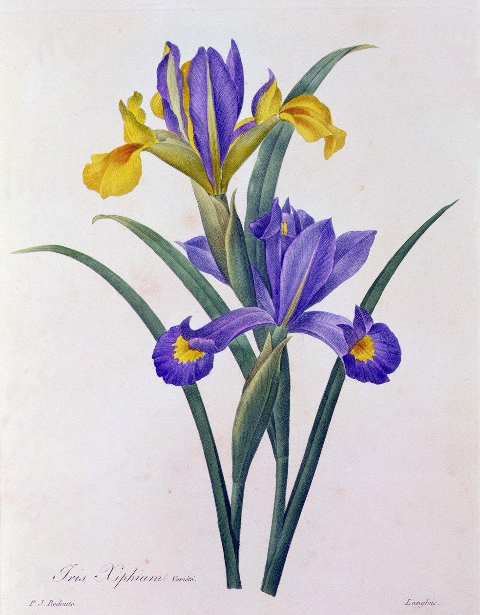 Iris Xiphium (farget gravering) av Pierre Joseph Redouté
