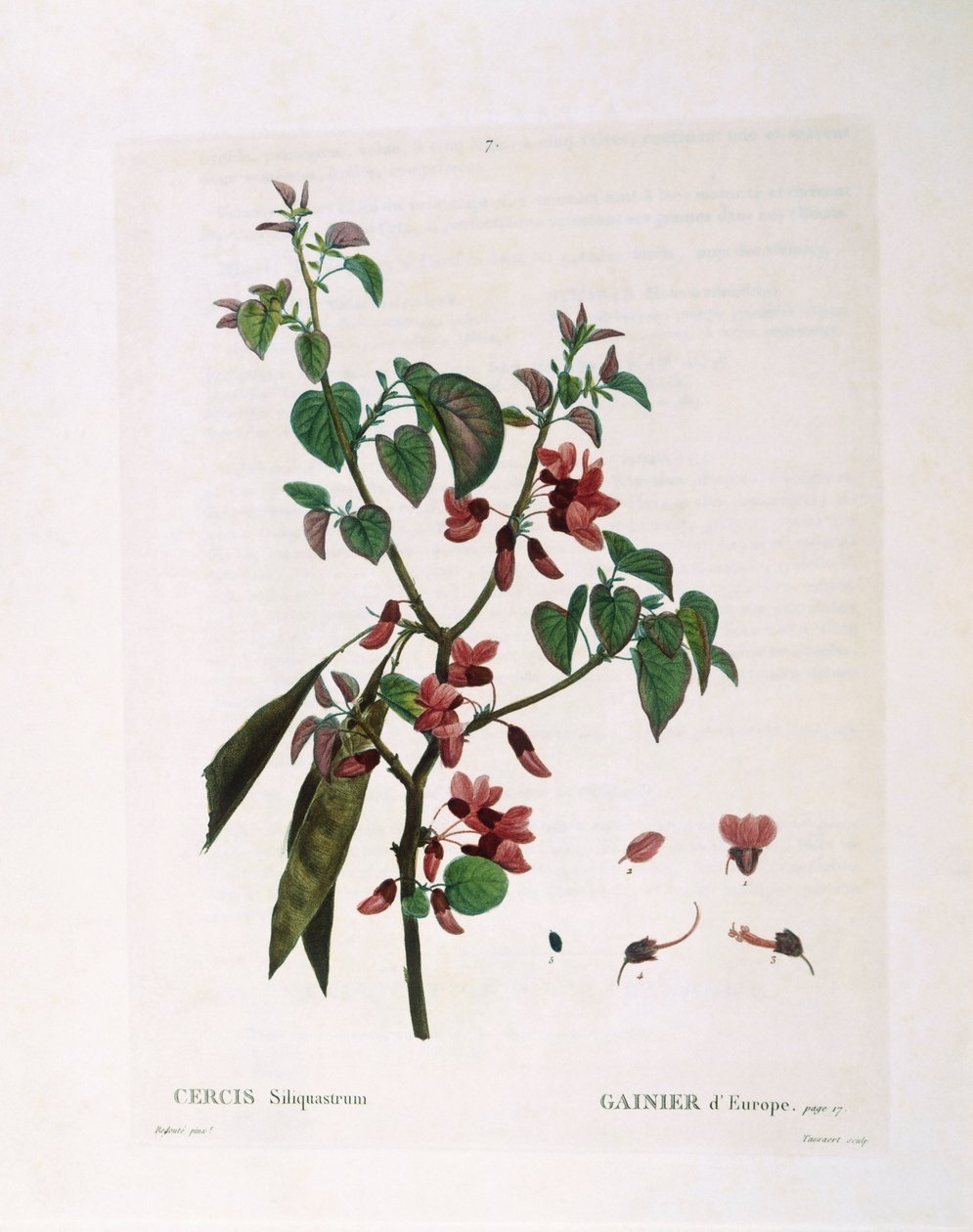 Judas Tree (Cercis siliquastrum), Henry Louis Duhamel du Monceau, botanisk plate av Pierre Joseph Redouté av Pierre Joseph Redouté