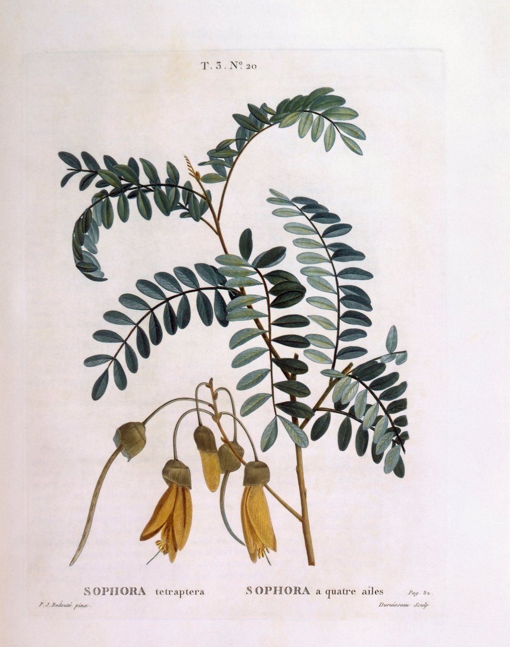 Kowhai (Sophora tetraptera eller Edwardsia grandiflora), Henry Louis Duhamel du Monceau, botanisk plate av Pierre Joseph Redouté av Pierre Joseph Redouté