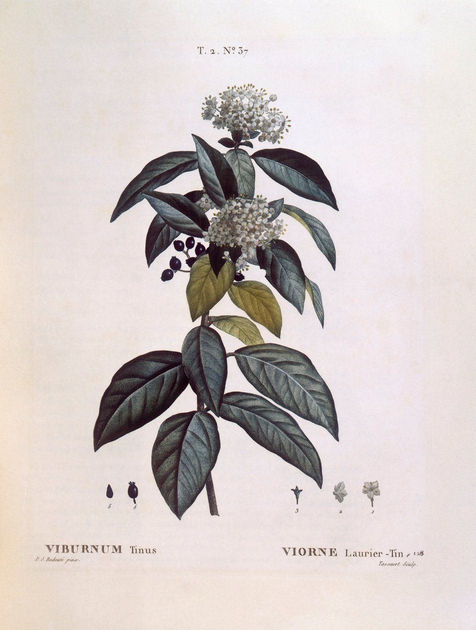 Laurustinus (Viburnum tinus), Henry Louis Duhamel du Monceau, botanisk plate av Pierre Joseph Redouté av Pierre Joseph Redouté