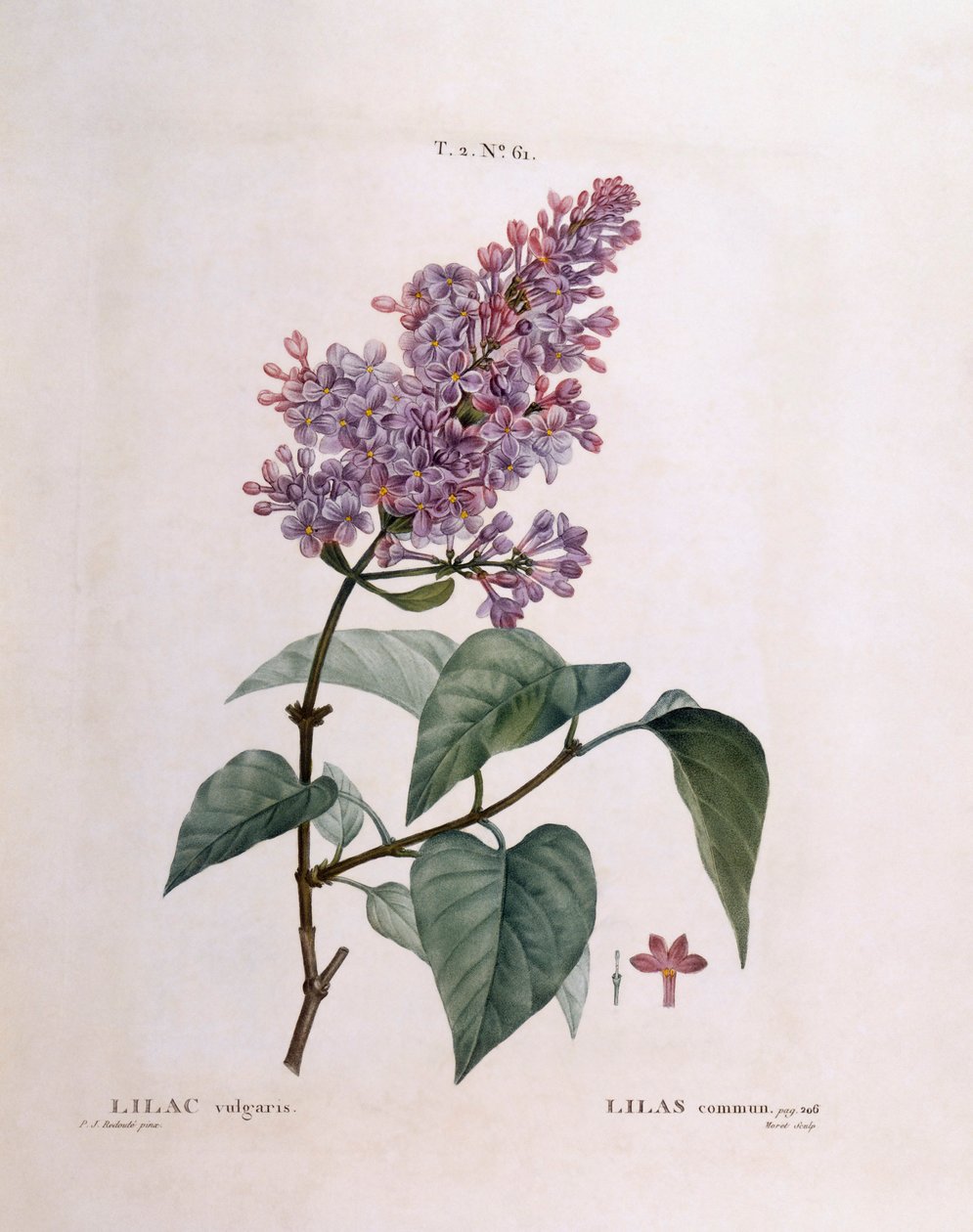 Syrin (Syringa vulgaris), Henry Louis Duhamel du Monceau, botanisk plate av Pierre Joseph Redouté av Pierre Joseph Redouté