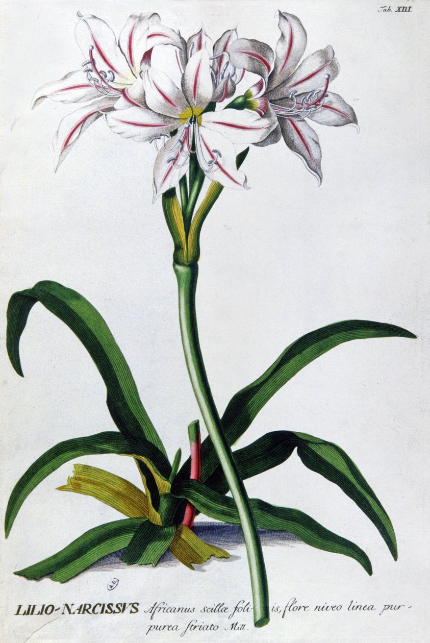 Lily, Narcissus Lily av Pierre Joseph Redouté