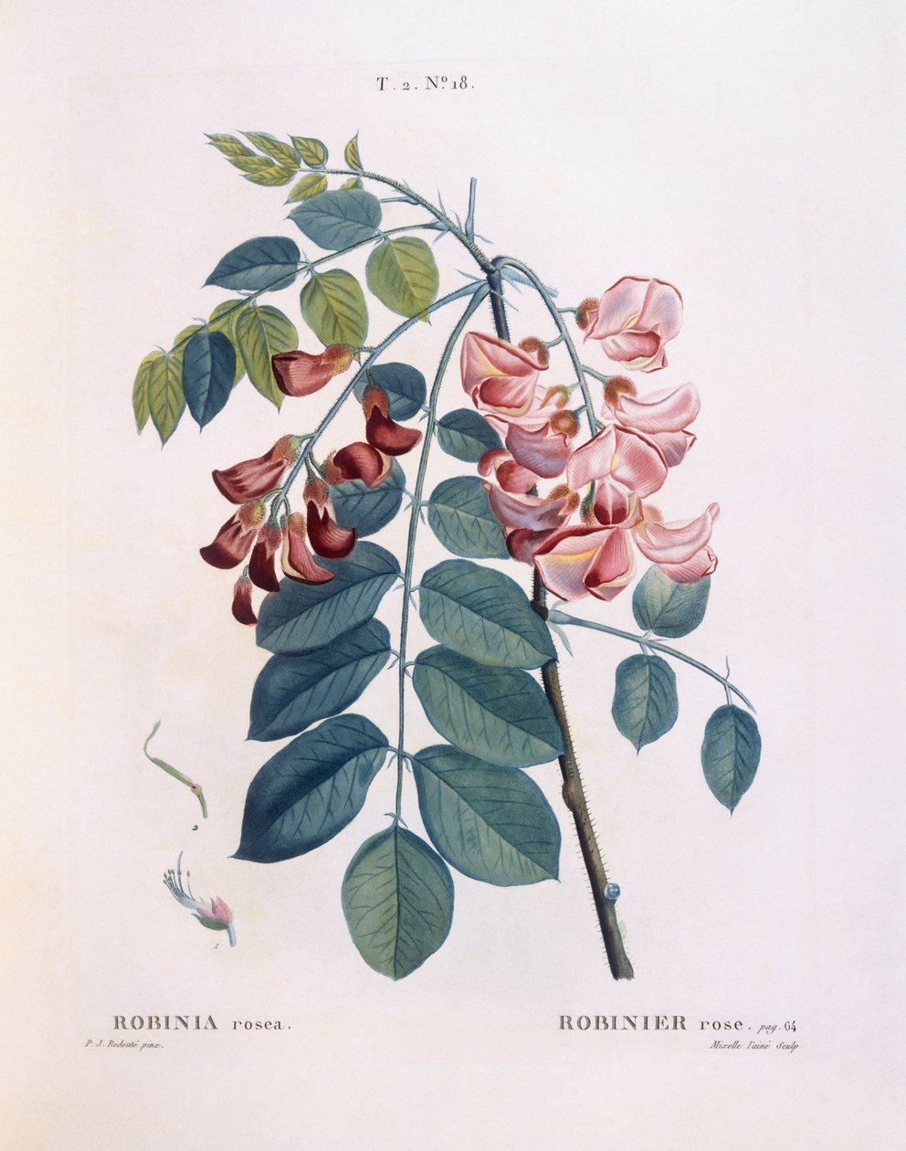 Locust (Robinia rosea), Henry Louis Duhamel du Monceau, botanisk tallerken av Pierre Joseph Redouté av Pierre Joseph Redouté