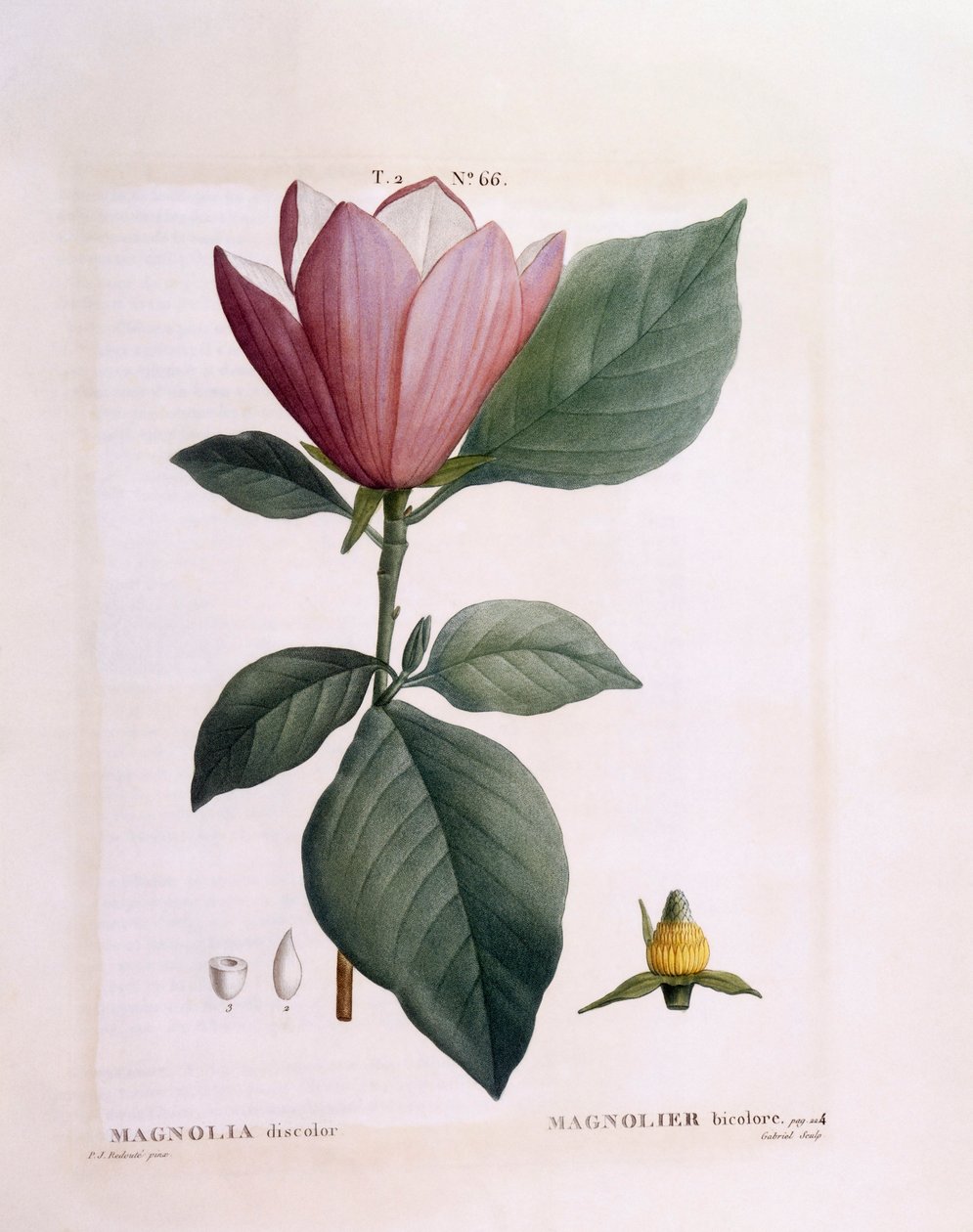 Magnolia (Magnolia misfarget), Henry Louis Duhamel du Monceau, botanisk plate av Pierre Joseph Redouté av Pierre Joseph Redouté