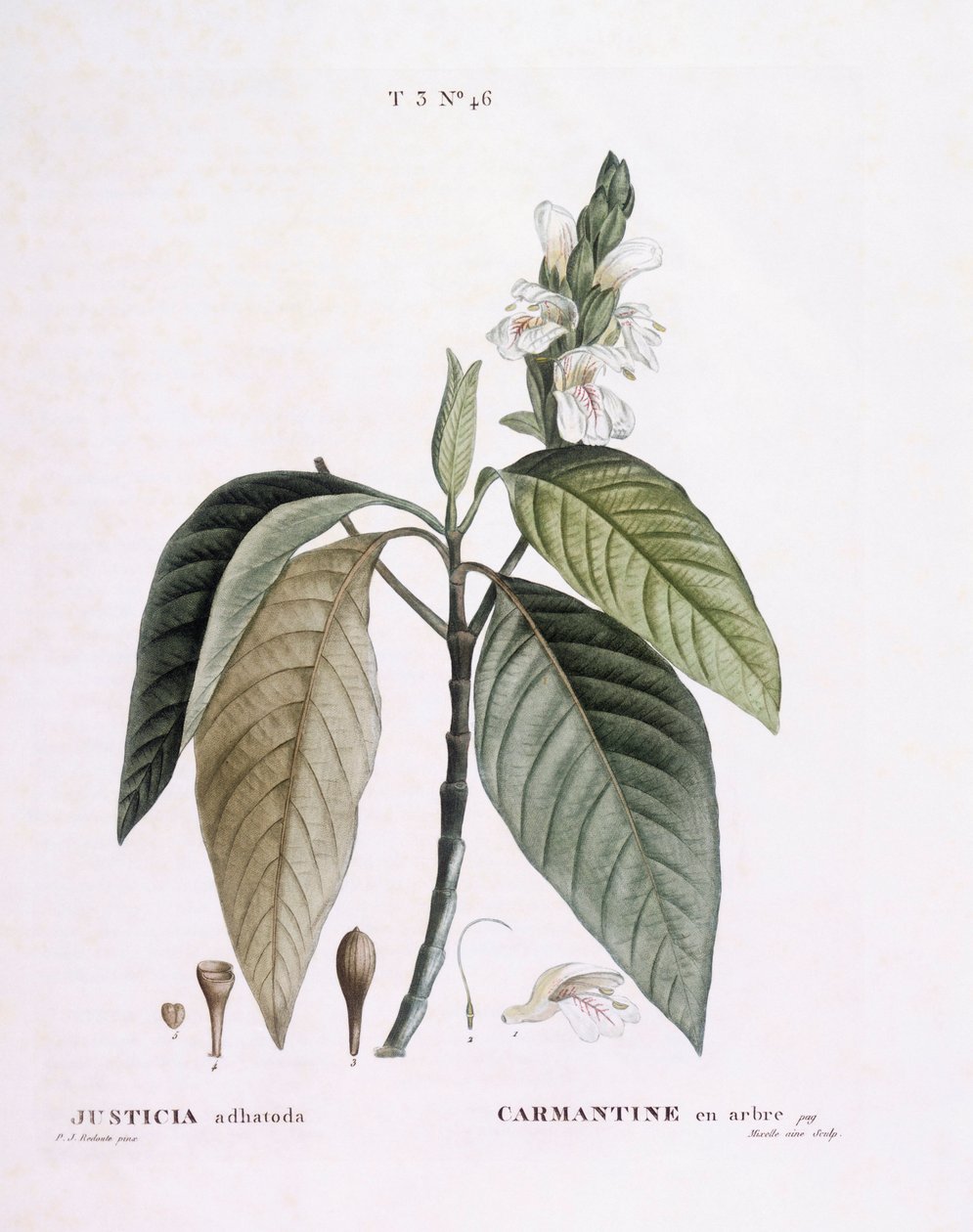 Malabarnøtt (Justicia adhatoda), Henry Louis Duhamel du Monceau, botanisk tallerken av Pierre Joseph Redouté av Pierre Joseph Redouté