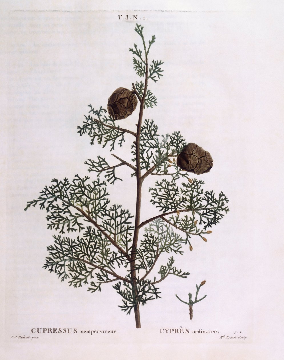 Middelhavssypress (Cupressus sempervirens), Henry Louis Duhamel du Monceau, botanisk plate av Pierre Joseph Redouté av Pierre Joseph Redouté