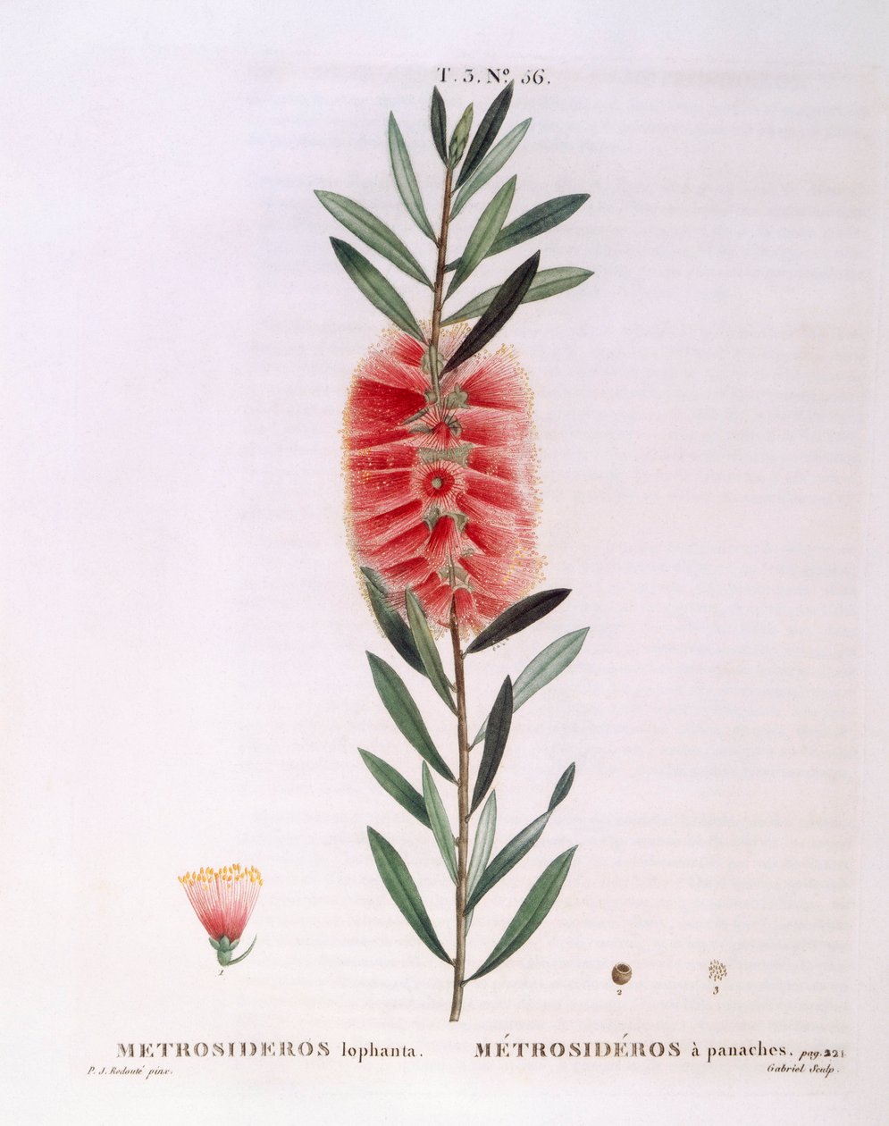 Metrosideros Lophanta Henry Louis Duhamel du Monceau, botanisk plate av Pierre Joseph Redouté av Pierre Joseph Redouté