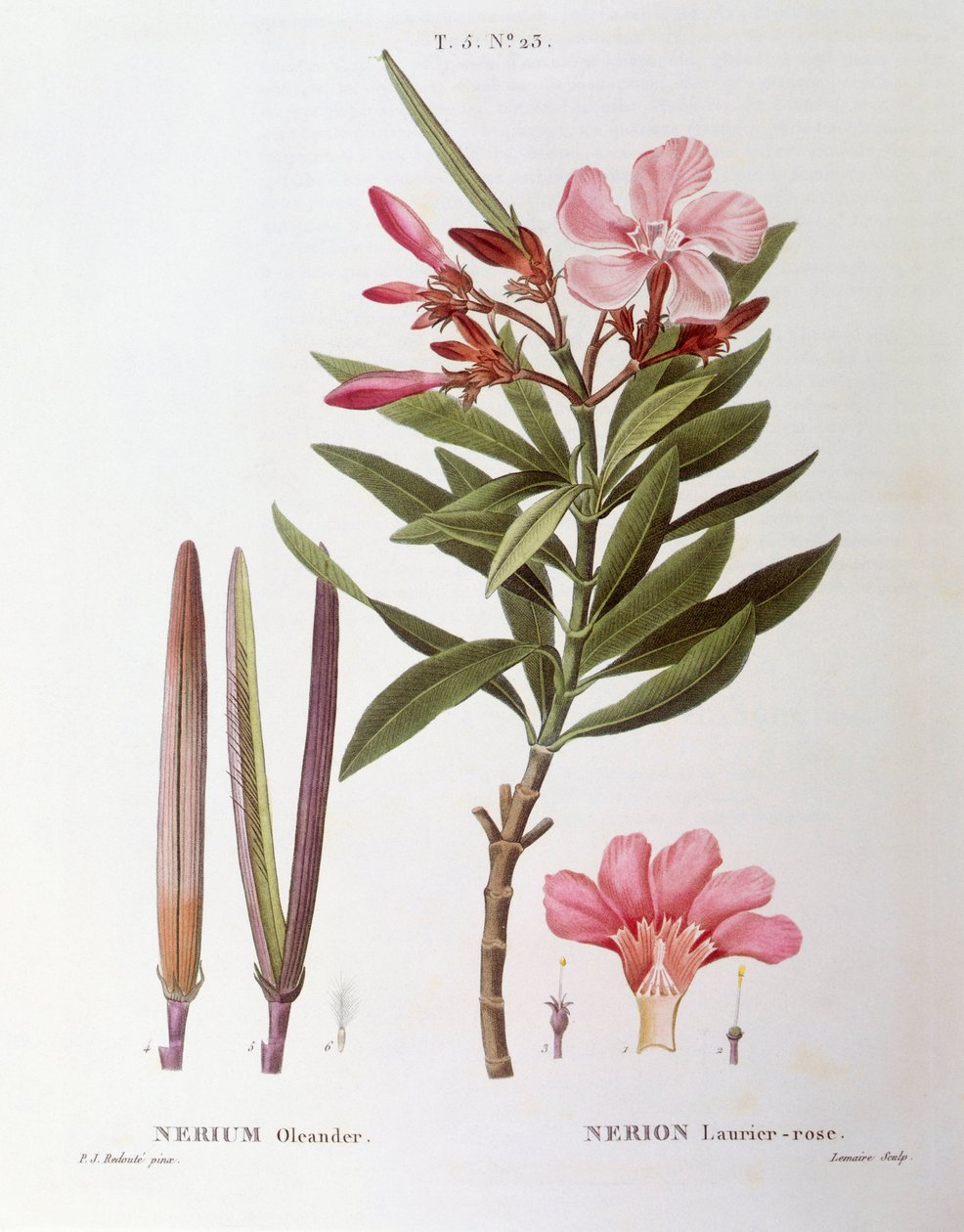 Oleander (Nerium oleander), Henry Louis Duhamel du Monceau, botanisk plate av Pierre Joseph Redouté av Pierre Joseph Redouté