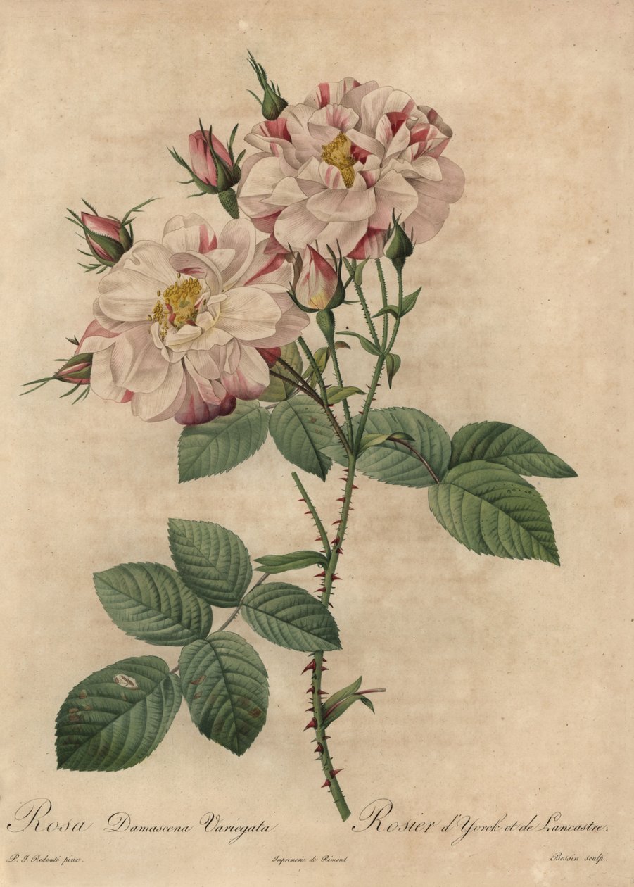 Rosa og hvit damaskrose, Rosa damascena av Pierre Joseph Redouté