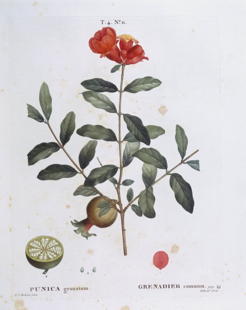 Granateple (Punica granatum), Henry Louis Duhamel du Monceau, botanisk tallerken av Pierre Joseph Redouté av Pierre Joseph Redouté