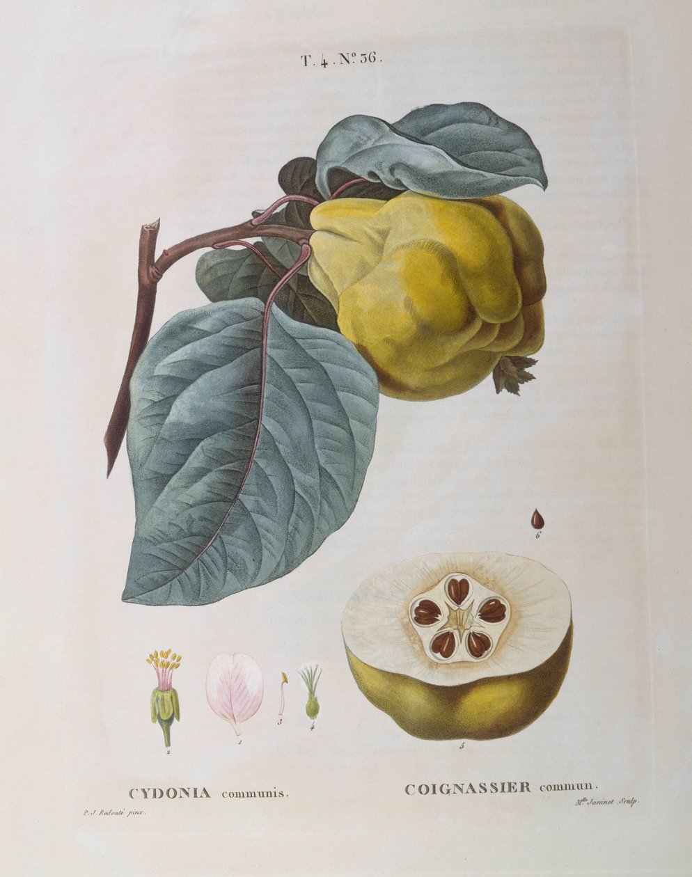 Quince (Cydonia communis), Henry Louis Duhamel du Monceau, botanisk plate av Pierre Joseph Redouté av Pierre Joseph Redouté