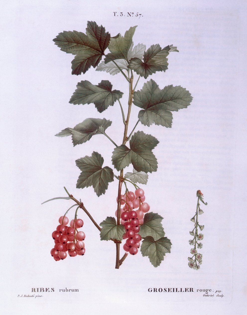 Rød rips (Ribes rubrum), Henry Louis Duhamel du Monceau, botanisk tallerken av Pierre Joseph Redouté av Pierre Joseph Redouté