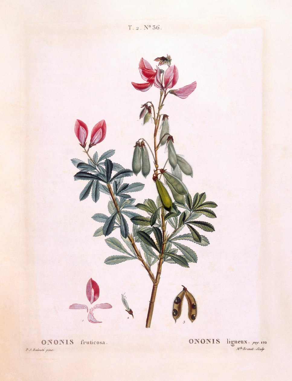 Restharrow (Ononis fruticosa), Henry Louis Duhamel du Monceau, botanisk tallerken av Pierre Joseph Redouté av Pierre Joseph Redouté