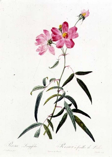 Rosa Longifolia av Pierre Joseph Redouté