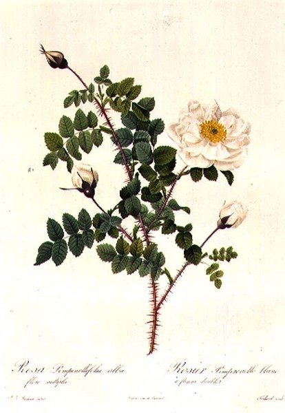 Rosa Pimpinellifolia Alba Flore Multiplei av Pierre Joseph Redouté