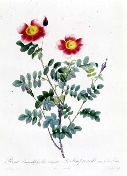 Rosa kålrot av Pierre Joseph Redouté