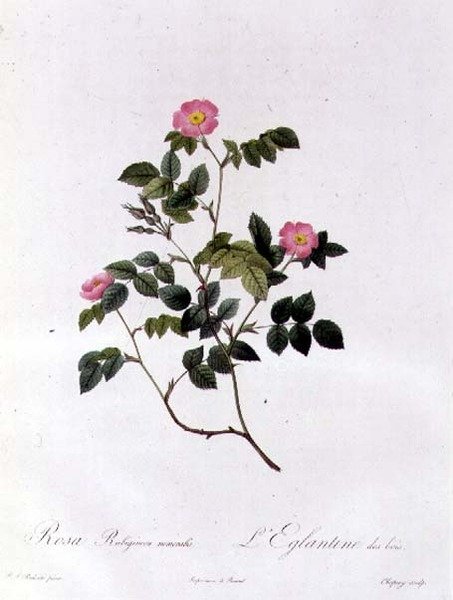 Rosa Rubiginosa Nemoralis av Pierre Joseph Redouté