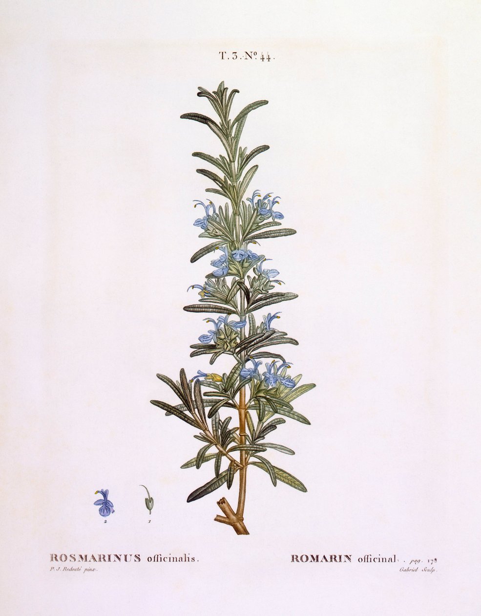 Rosemary (Rosmarinus officinalis), Henry Louis Duhamel du Monceau, botanical plate by Pierre Joseph Redouté   1119539   no       norwegian Successfully Translated  Original: Hond bijt in de poot van een fazant Translat: Hond bijt in de poot van een fazant  av Pierre Joseph Redouté