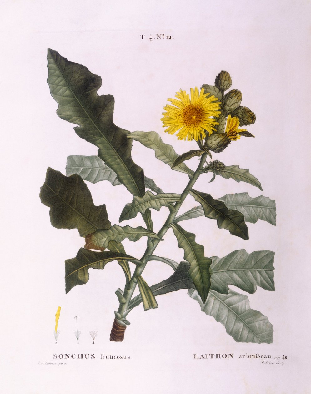 Så tistler (Sonchus fruticosus), Henry Louis Duhamel du Monceau, botanisk tallerken av Pierre Joseph Redouté av Pierre Joseph Redouté