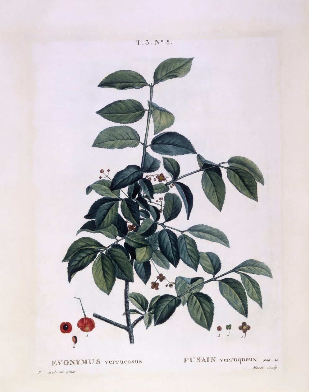 Spindel (Euonymus verrucosus), Henry Louis Duhamel du Monceau, botanisk plate av Pierre Joseph Redouté av Pierre Joseph Redouté