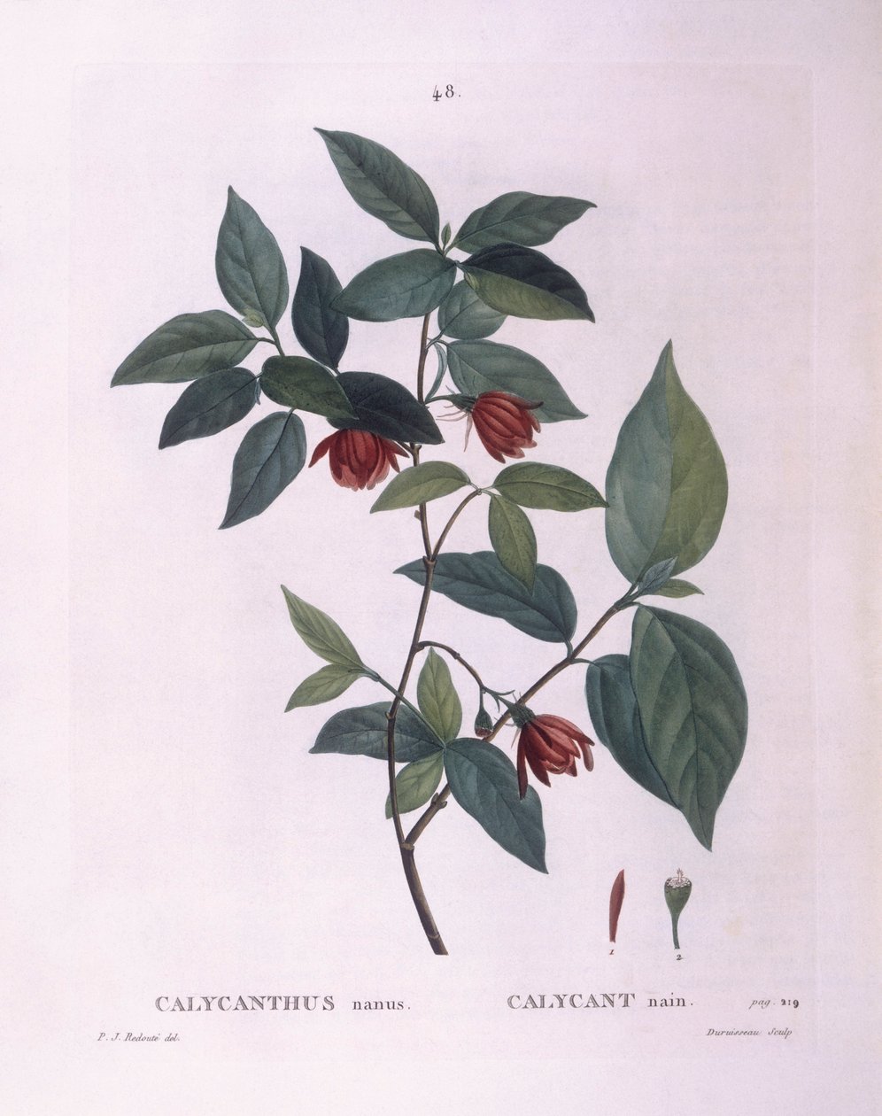 Sweetshrub (Calycanthus nanus), Henry Louis Duhamel du Monceau, botanisk tallerken av Pierre Joseph Redouté av Pierre Joseph Redouté