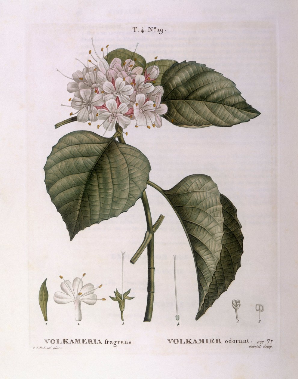 Volkameria fragrans Henry Louis Duhamel du Monceau, botanisk tallerken av Pierre Joseph Redouté av Pierre Joseph Redouté