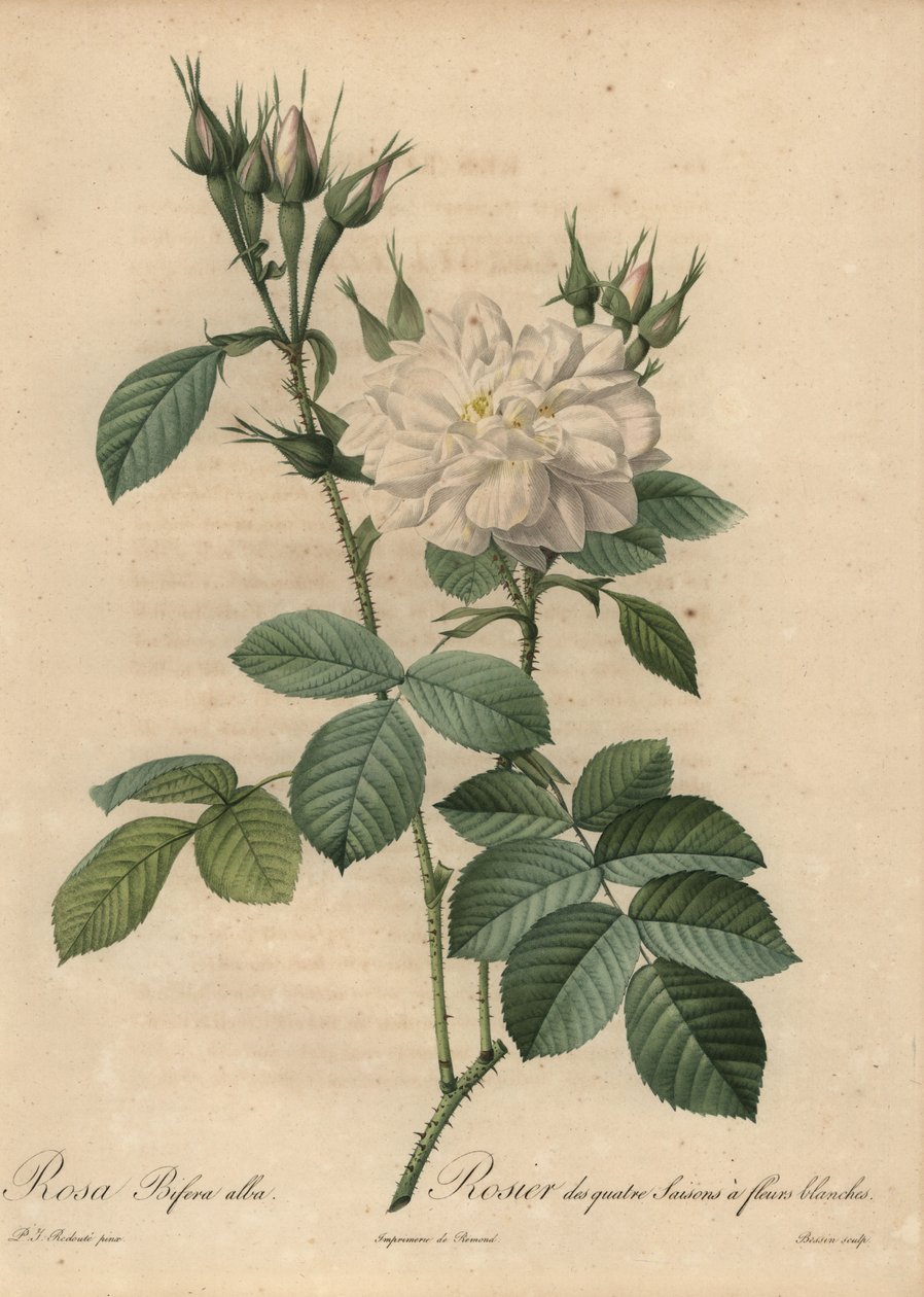 Hvit rose, Rosa bifera alba. av Pierre Joseph Redouté