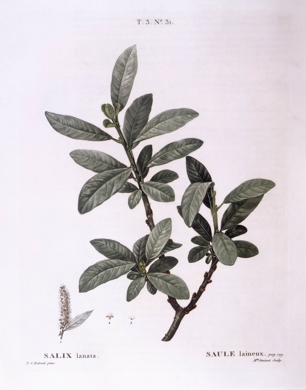 Willow (Salix lanata), Henry Louis Duhamel du Monceau, botanisk plate av Pierre Joseph Redouté av Pierre Joseph Redouté