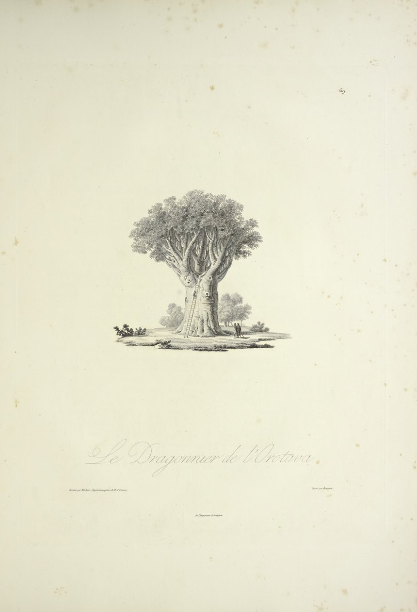 The Dragon Tree of Orotava, gravert av Bouquet, illustrasjon fra 