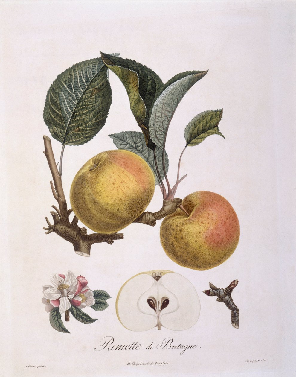 Eple (Malus domestica), Burgund variant Henry Louis Duhamel du Monceau, botanisk tallerken av Pierre Antoine Poiteau av Pierre Antoine (after) Poiteau