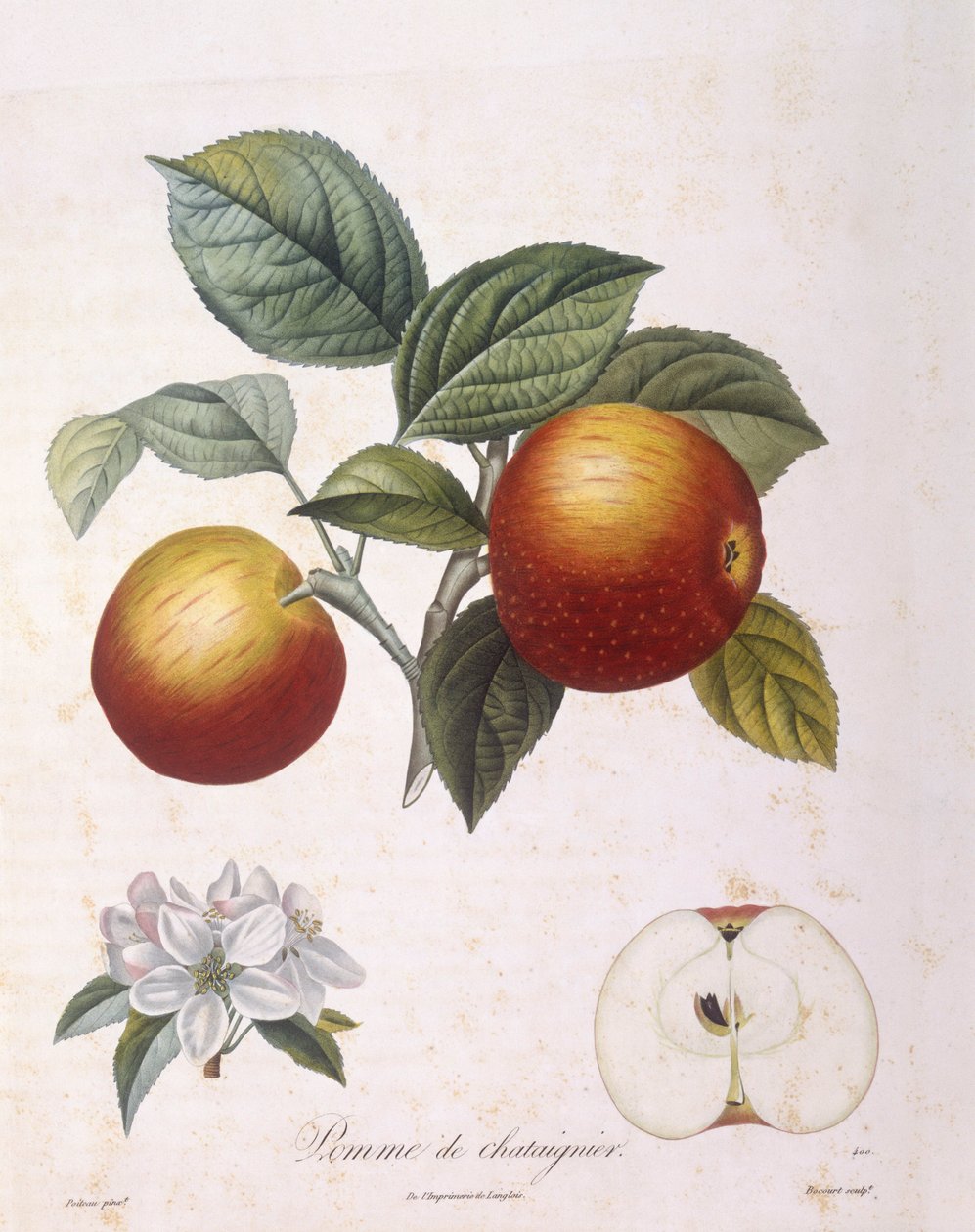 Eple "Kastanjeeple" Henry Louis Duhamel du Monceau, botanisk tallerken av Pierre Antoine Poiteau av Pierre Antoine (after) Poiteau
