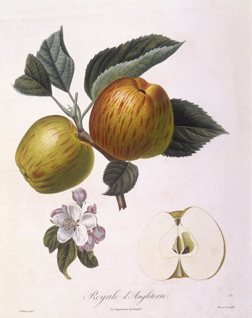 Eple "Royal of England", Henry Louis Duhamel du Monceau, botanisk plate av Pierre Antoine Poiteau av Pierre Antoine (after) Poiteau