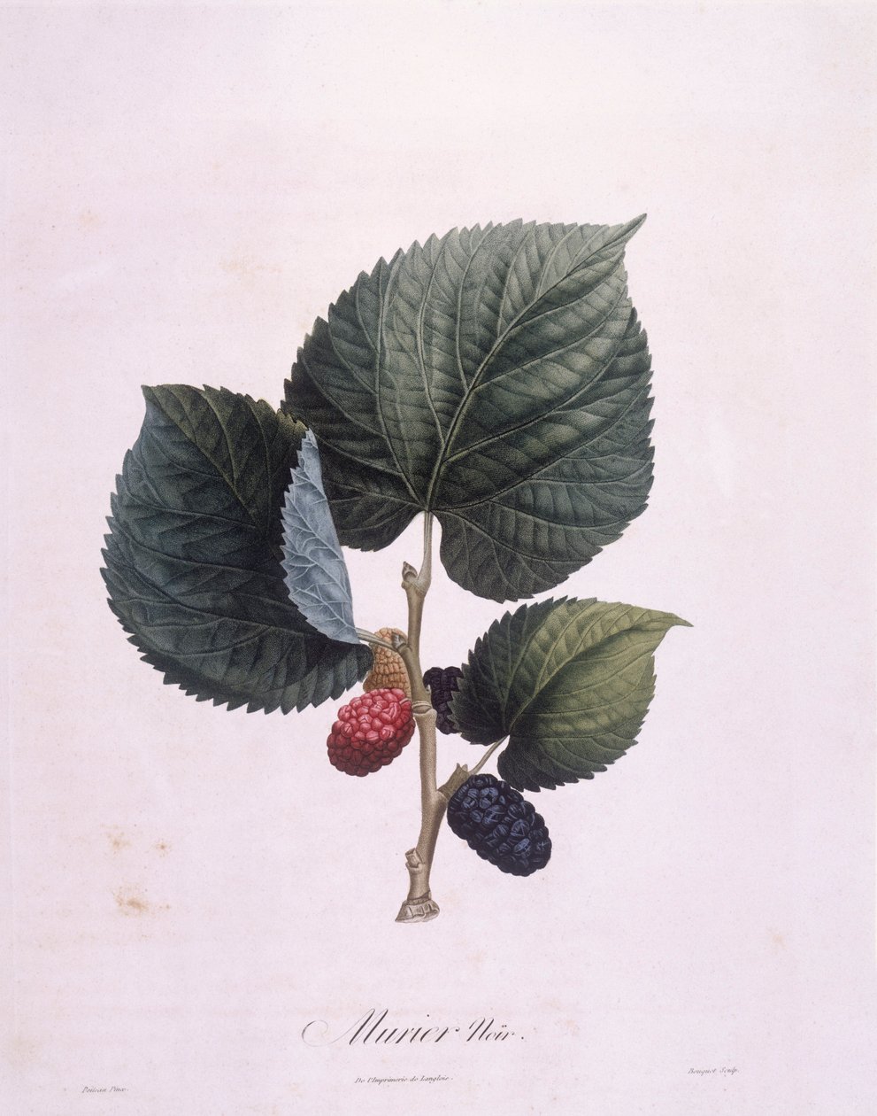 Svart morbær (Morus nigra), Henry Louis Duhamel du Monceau, botanisk tallerken av Pierre Antoine Poiteau av Pierre Antoine (after) Poiteau