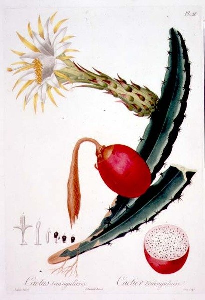 Cactus Triangularis, plate 26 fra 