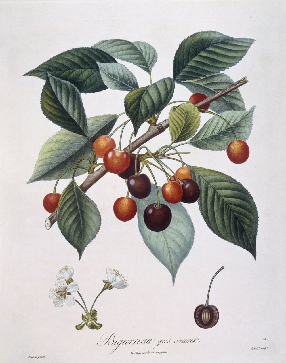 Kirsebærtre (Prunus avium) "Bigarreau" Henry Louis Duhamel du Monceau, botanisk plate av Pierre Antoine Poiteau av Pierre Antoine (after) Poiteau