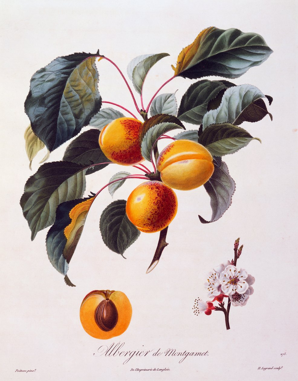 Frukter og blomster av aprikos Albergier De Montgamet, ca 1846, farget gravering av Pierre-Antoine Poiteau fra Pomolgie Francais, Frankrike av Pierre Antoine (after) Poiteau