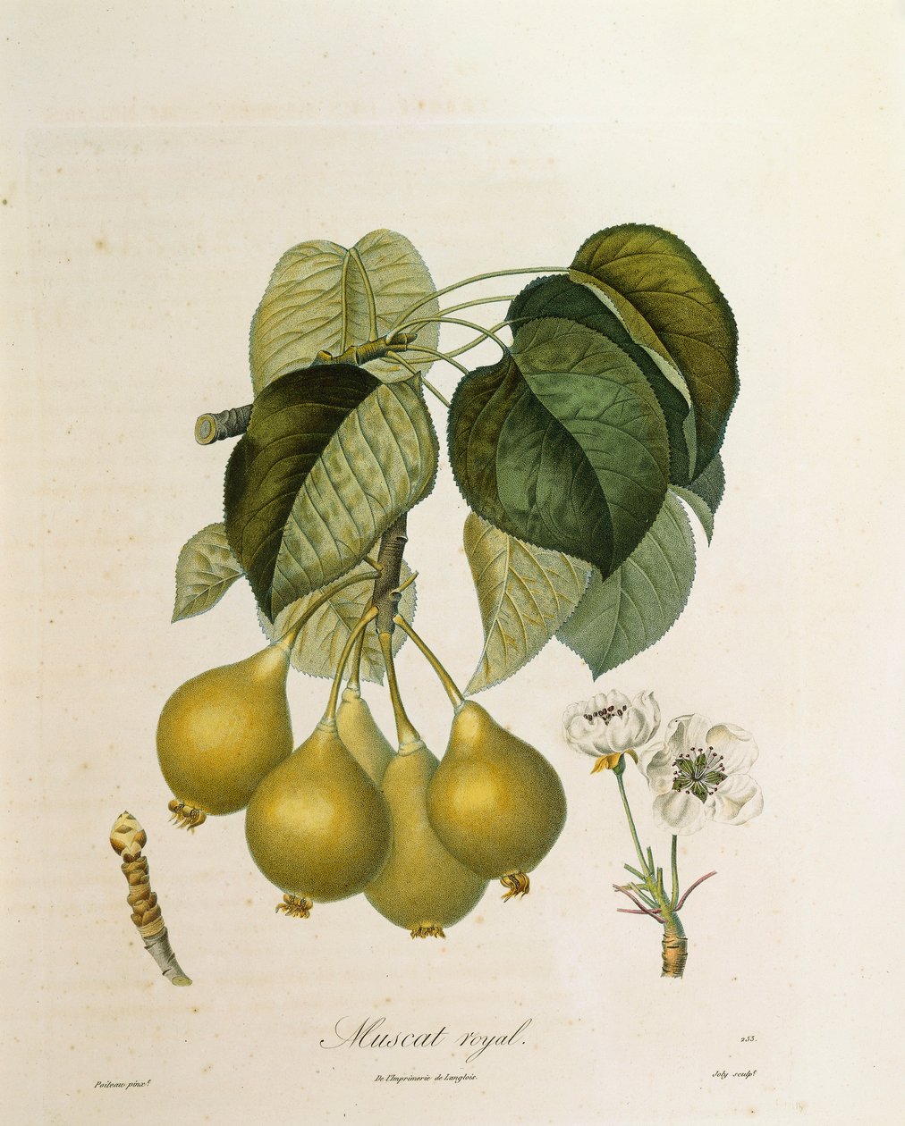 Muscat Royal Apricot av Antoine Poiteau av Pierre Antoine (after) Poiteau
