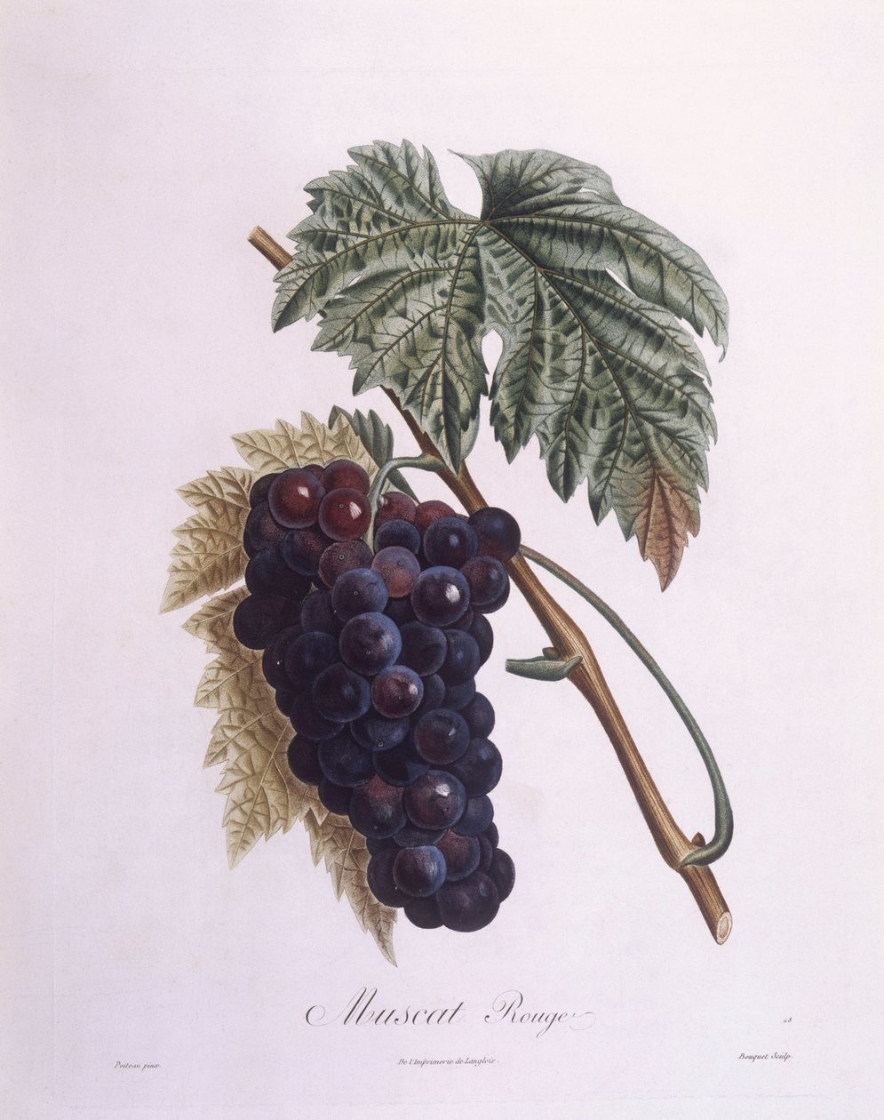 Muscat druevine (Vitis vinifera), Henry Louis Duhamel du Monceau, botanisk tallerken av Pierre Antoine Poiteau av Pierre Antoine (after) Poiteau